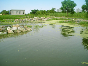 慈濟大林醫院污水廠放流水三級處理與再利用的生態技術-除了可淨化水質，更可進一步營造水環境景觀(慈濟基金會產學合作計畫)