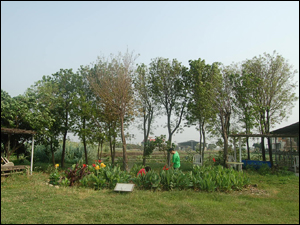 雨水回收再利用的生態處理技術-雨水花園(SSF濕地)
