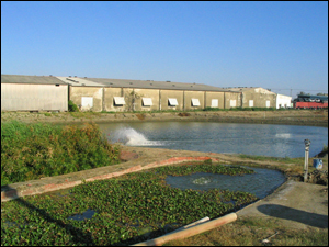 自然淨水技術生態材料實際應用案例：循環水養殖系統
