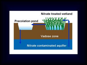 地下水硝酸鹽污染整治的生態技術概念圖