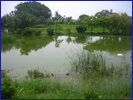 農村社區污水處理的生態技術