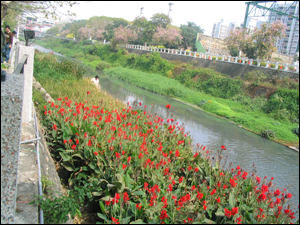 台南市竹溪在槽式人工濕地研究計畫(環保署補助研究計畫)-場址設置後