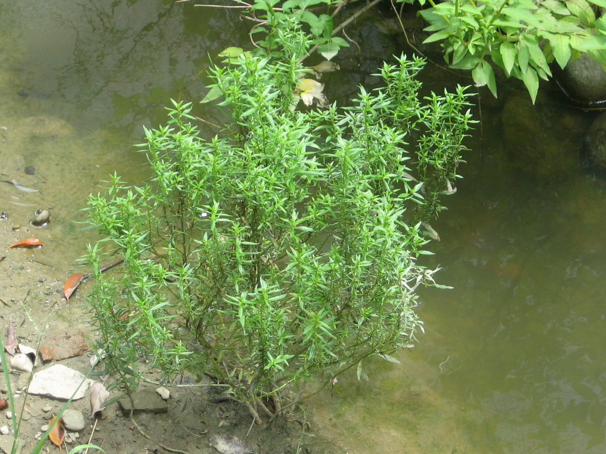 挺水性水生植物 嘉南藥理大學 生態工程技術研發中心 挺水性水生植物 嘉南藥理大學 生態工程技術研發中心