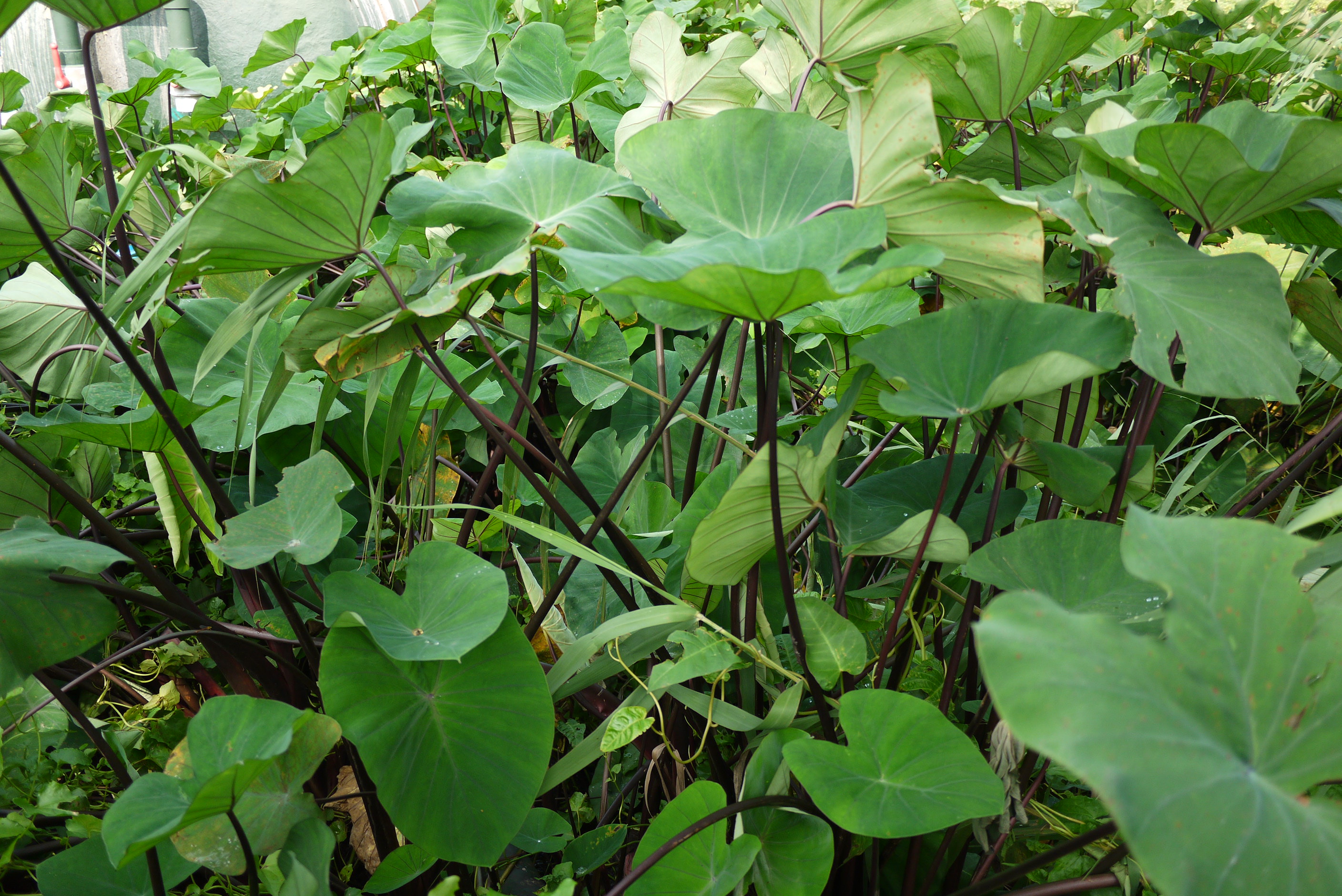 水生植物品种(常见50种水生植物)